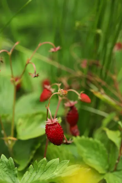 Ripe Wild Strawberries Growing Outdoors Seasonal Berries — Stock Photo, Image
