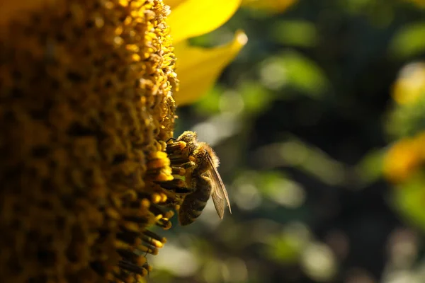 Včely Sbírající Nektar Slunečnice Venku Detailní Záběr Mezera Pro Text — Stock fotografie