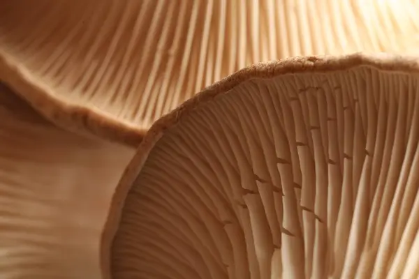 stock image Fresh oyster mushrooms as background, macro view