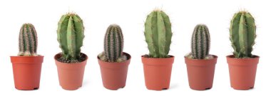 Beyaz tencerelerde yeşil kaktüsler, koleksiyon.