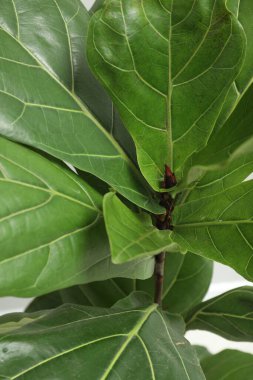 Fiddle Fig ya da Ficus Lyrata bitkisi açık arkaplanda yeşil yapraklı, yakın plan