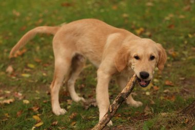 Parkta yeşil çimlere yapışmış şirin Labrador Retriever köpeği.