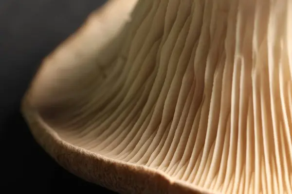 Fresh oyster mushroom on black table, macro view