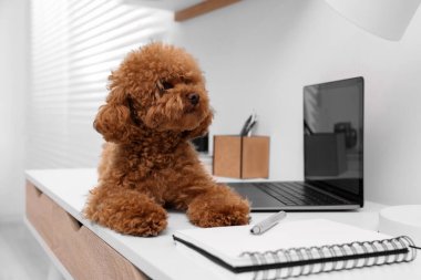 Evdeki dizüstü bilgisayarın yanındaki masada duran sevimli Maltipoo köpeği.