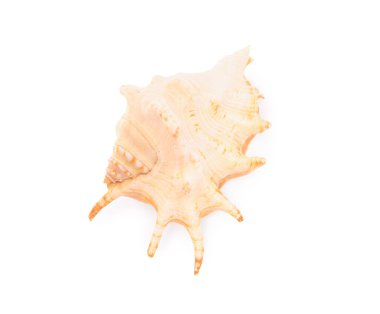 Güzel deniz kabuğu beyazda izole, üst manzara. Plaj nesnesi