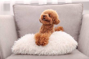 İçerideki koltukta yumuşak yastıklı sevimli Maltipoo köpeği. Sevimli hayvan