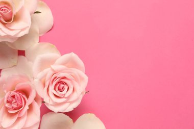 Pembe arka planda güzel güller ve yapraklar, düz yatış. Metin için boşluk