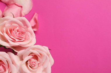Pembe arka planda güzel güller, üst manzara. Metin için boşluk
