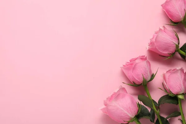 Όμορφα Τριαντάφυλλα Ροζ Φόντο Κορυφαία Θέα Χώρος Για Κείμενο — Φωτογραφία Αρχείου