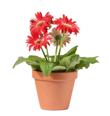 Gerbera çiçeği beyaz arka planda terracotta tenceresinde