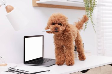 Şirin Maltipoo köpeği evdeki dizüstü bilgisayarın yanında kalem çiğniyor.