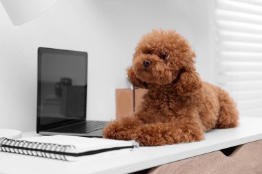 Evdeki dizüstü bilgisayarın yanındaki masada duran sevimli Maltipoo köpeği.