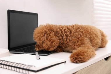 Evdeki dizüstü bilgisayarın yanındaki masada duran sevimli Maltipoo köpeği.