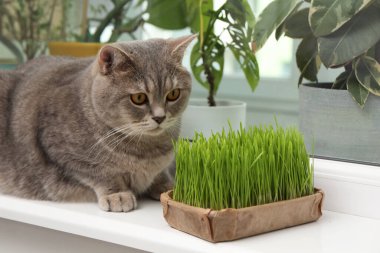 Pencere kenarındaki taze yeşil çimlerin yanında sevimli bir kedi.
