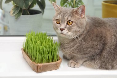 Pencere kenarındaki taze yeşil çimlerin yanında sevimli bir kedi.