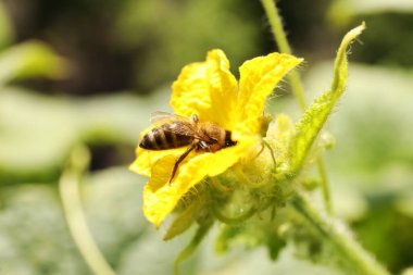 Bal arısı sarı çiçekten nektar topluyor, yakın plan.