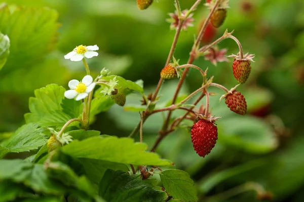 Small Wild Strawberries Growing Outdoors Seasonal Berries — Stock Photo, Image