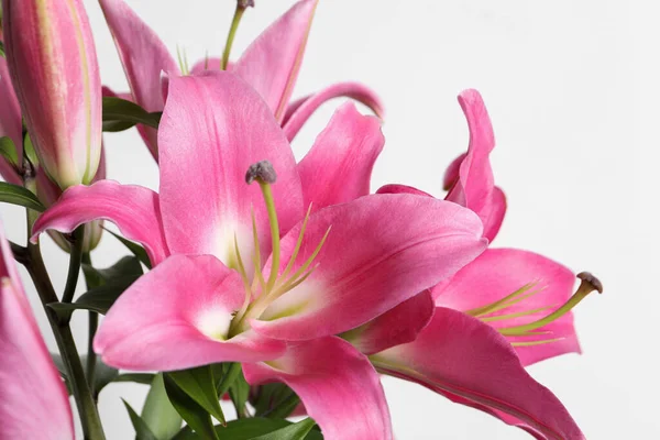 Beautiful Pink Lily Flowers White Background Closeup Stock Image