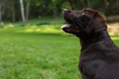 Parkta sevimli Labrador Retriever köpeği, metin için yer