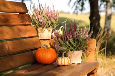 Saksılarda güzel çalılar ve açık havada ahşap banklarda bal kabakları.