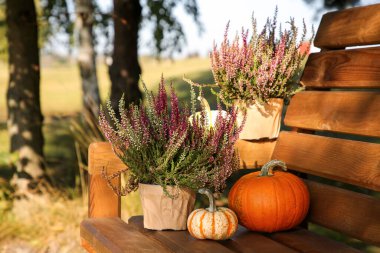 Saksılarda güzel çalılar ve açık havada ahşap banklarda bal kabakları.