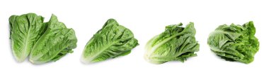 Taze romaine marul kafaları beyaz üzerine izole edilmiş.