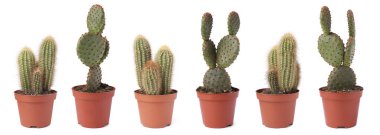 Beyaz tencerelerde yeşil kaktüsler, koleksiyon.