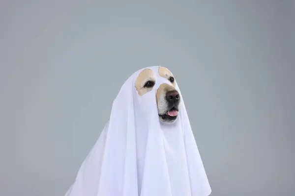 Cute Labrador Retriever Cão Vestindo Traje Fantasma Para Halloween Fundo — Fotografia de Stock