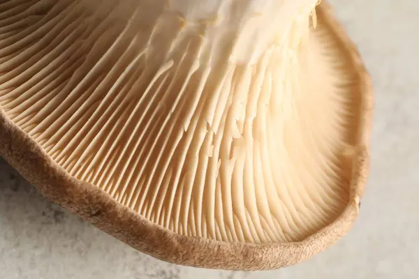 Fresh oyster mushroom on light table, macro view