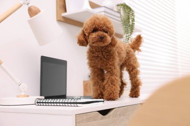 Evdeki dizüstü bilgisayarın yanındaki masada duran sevimli Maltipoo köpeği.