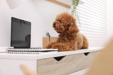 Evdeki dizüstü bilgisayarın yanındaki masada duran sevimli Maltipoo köpeği.