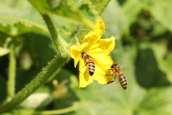 Včely Sbírající Nektar Žlutého Květu Venku Detailní Záběr — Stock fotografie