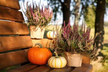 Saksılarda güzel çalılar ve açık havada ahşap banklarda bal kabakları.