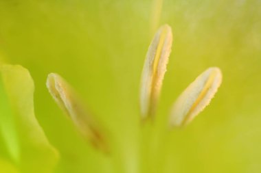 Arka plan olarak güzel açık yeşil Gladiolus çiçeği, makro görünüm