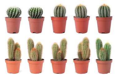 Beyaz tencerelerde yeşil kaktüsler, koleksiyon.