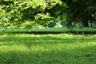 Yaz parkında taze yeşil çimenler yetişiyor.