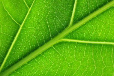 Arkaplan olarak yeşil yaprağın makro fotoğrafı