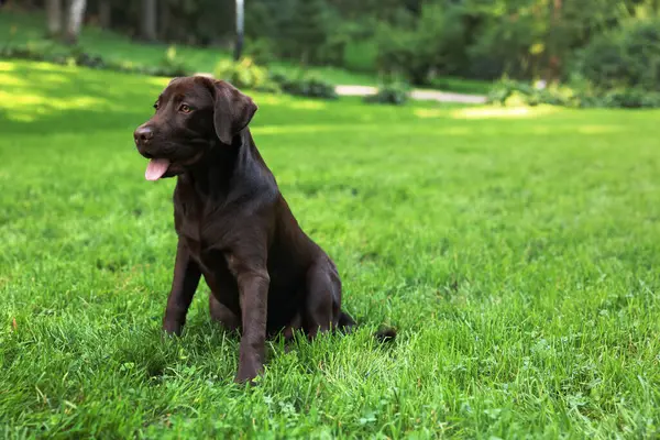Parktaki yeşil çimlerde oturan sevimli Labrador Retriever köpeği, mesaj için yer var.