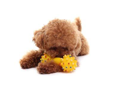 Beyaz arka planda oyuncakla oynayan sevimli Maltipoo köpeği. Sevimli hayvan