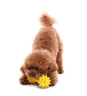 Beyaz arka planda oyuncakla oynayan sevimli Maltipoo köpeği. Sevimli hayvan