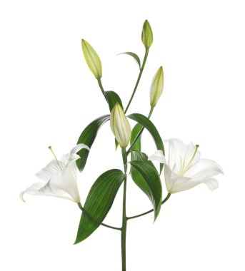 Güzel taze zambak bitkisi beyazda izole edilmiş.