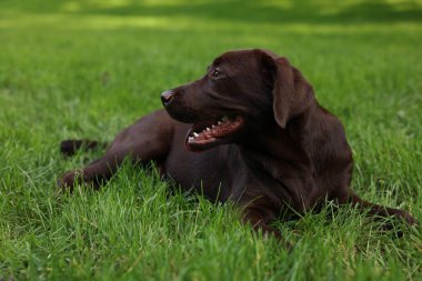 Parktaki yeşil çimlerde uzanan sevimli Labrador Retriever köpeği.