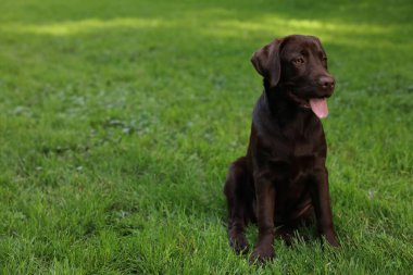 Parktaki yeşil çimlerde oturan sevimli Labrador Retriever köpeği, mesaj için yer var.