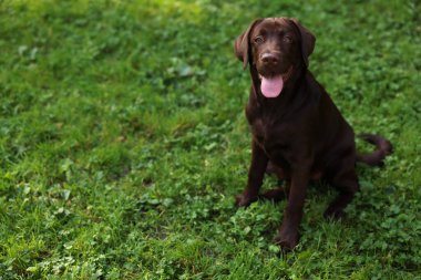 Parktaki yeşil çimlerde oturan sevimli Labrador Retriever köpeği, mesaj için yer var.