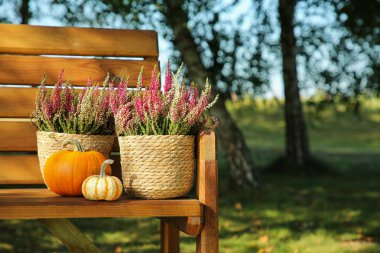Saksılarda güzel çalılar, açık havada ahşap banklarda balkabağı çiçekleri, metin için yer