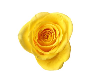 Güzel, taze, sarı gül bembeyaz