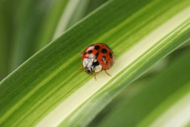 Yeşil yaprak üzerinde uğur böceği bulanık arkaplan, makro görünüm