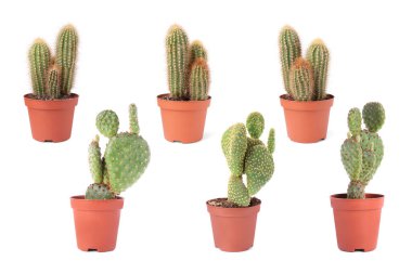 Beyaz tencerelerde yeşil kaktüsler, koleksiyon.