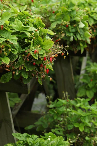Wild Strawberry Bushes Berries Growing Farm — Stock Photo, Image