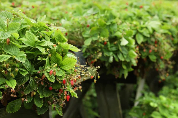 Wild Strawberry Bushes Berries Growing Farm Space Text — Stock Photo, Image